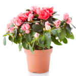 Azalea in a Planter