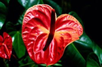 Anthurium