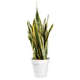 Snake Plant