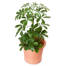Green plant
