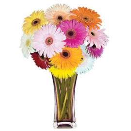 Gerbera Grandeur Bouquet