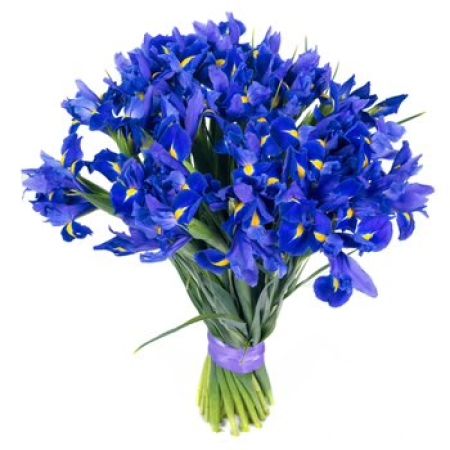 Irises Selection