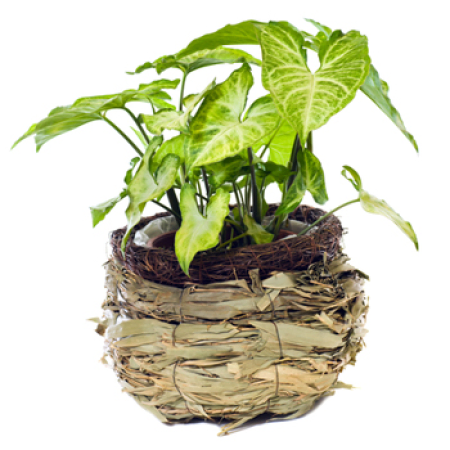 Syngonium plant