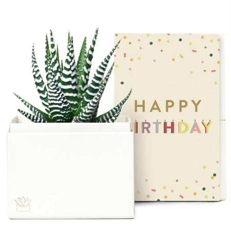 Birthday Haworthia Gift Set